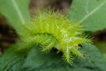Nettle Caterpillar
