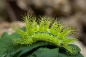 Obraz na płótnie Canvas Nettle Caterpillar