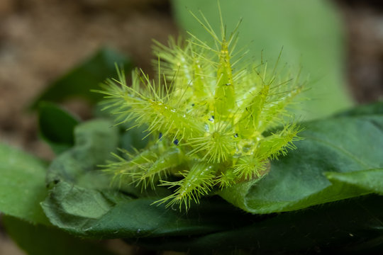Nettle Caterpillar