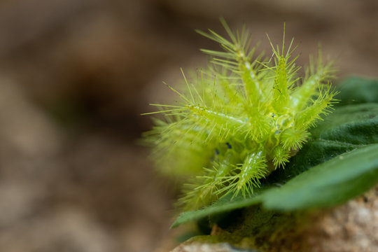 Nettle Caterpillar