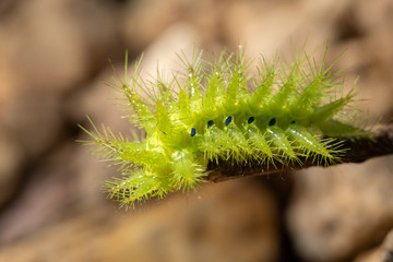 Nettle Caterpillar
