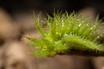 Nettle Caterpillar