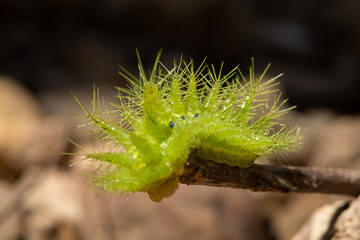 Nettle Caterpillar