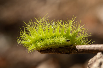 Naklejka premium Nettle Caterpillar