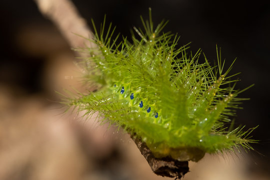 Nettle Caterpillar