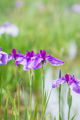 ハナショウブの花