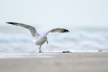 Ring Billed Gull on the Gulf Coast