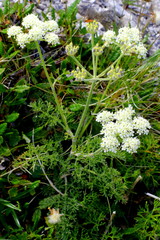 Gewöhnliche Augenwurz, Anthamanta cretensis