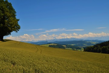 Obraz premium Berner Alpen