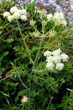 Gew&ouml;hnliche Augenwurz, Anthamanta cretensis