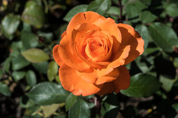 Orangerot blühende Rose