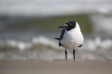 Laughing Gull