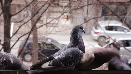 pigeon