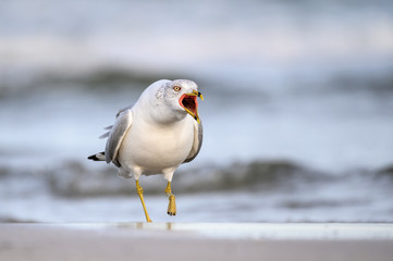 Ring Billed Gull on the Gulf Coast