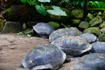 Aldabra giant tortoise Mahe Island Seychelles.