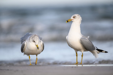 Ring Billed Gulls on the Gulf Coast