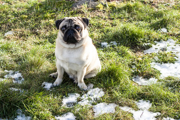 Obraz premium Close plane of a french bulldogFrench bulldog on the lawn with the first snow. Favorite pet. Puppy joy.