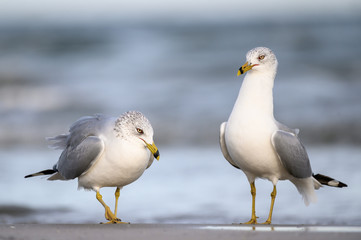 Ring Billed Gulls on the Gulf Coast