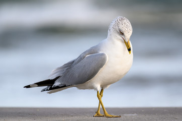 Ring Billed Gull on the Gulf Coast