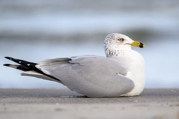 Ring Billed Gull on the Gulf Coast