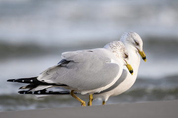 Ring Billed Gulls