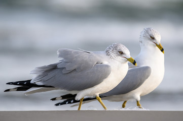 Ring Billed Gulls on the Gulf Coast