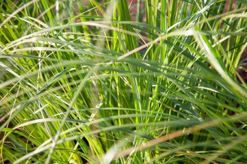 Phalaris leaves close-up during spring