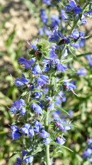 In the field among the herbs bloom Echium vulgare