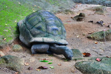 Aldabra giant tortoise browsing leaves Mahe Island Seychelles. Close-up.