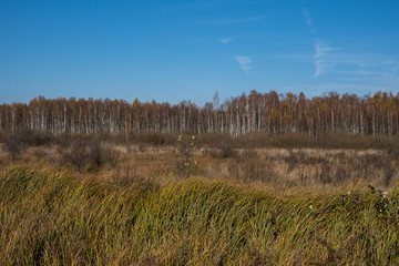 landscape with swamps covered with phragmites and birch trees