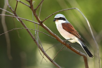 A beautiful brown shrike (Lanius cristatus) sitting on the brown dry branch in morning sun.