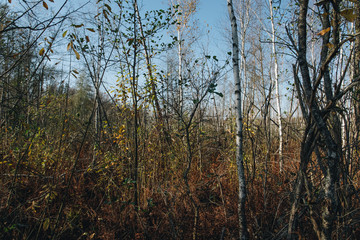 marsh in a forest with birch trees