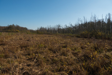 Obraz premium swamps with phragmites in polesie