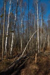 marsh in a forest with birch trees