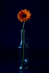 A glass bottle with a single orange gerbera flower on a deep blue background. Selective focus.