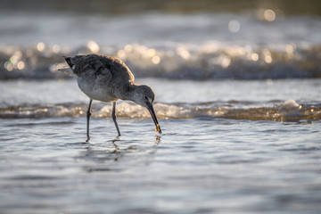 Willet on the Texas Coast