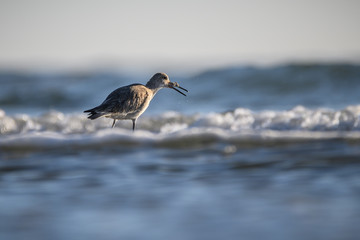 Willet on the Texas Coast