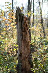 old rotten tree trunk