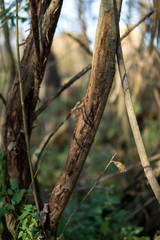 Tree damaged by deer
