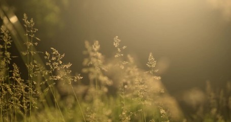 Grass ear spikes at the sunset. Spikelets are flying in the wind against the sun at sunset. Slow motion. 4k footage - Powered by Adobe