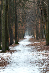 Winter road through the park.