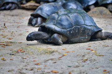 Aldabra giant tortoises Mahe Island, Seychelles.