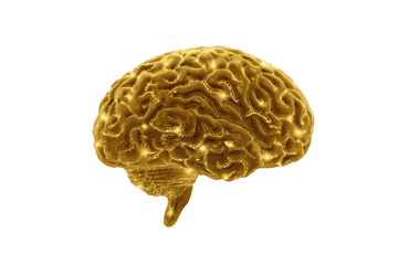 Golden brains on white background