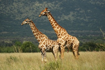 A pair of African giraffe (Giraffa camelopardalis giraffa) coupling in the grassland.