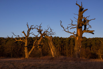 lonely oak in the field at sunset
