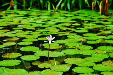 Blooming pink water lily in pond covered by round green leaves. Mahe Island Seychelles.