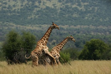 A pair of African giraffe (Giraffa camelopardalis giraffa) coupling in the grassland.