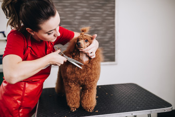Miniature red poodle at grooming salon