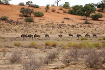 Naklejka na ściany i meble A herd of blue wildebeests (Connochaetes taurinus) calmly walking in dry grass and red Kalahari desert sand.