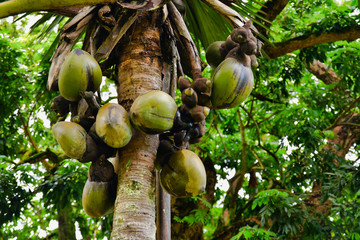 Very rare  specie of coconut  Mahe Island, Seychelles.